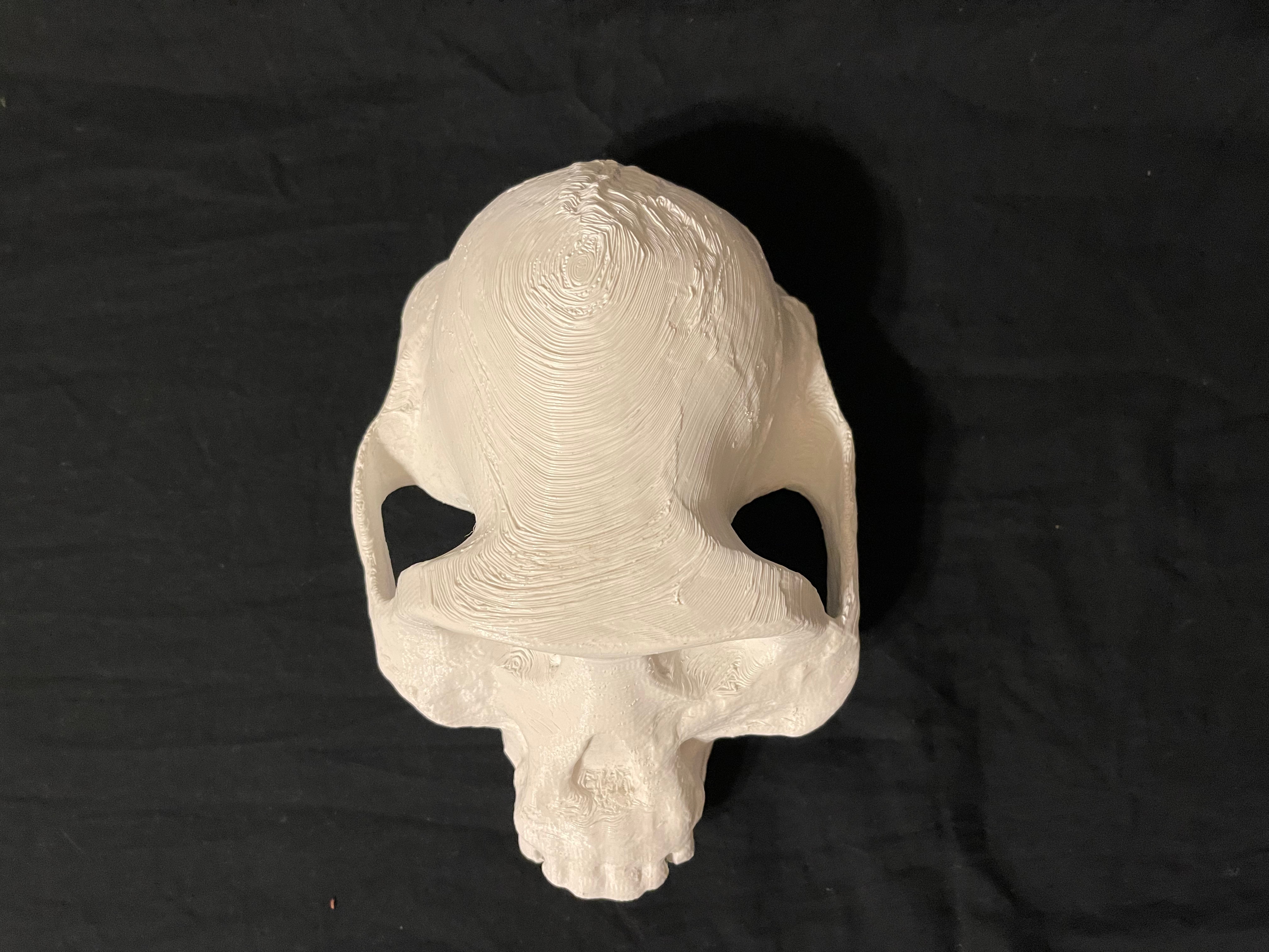 Exciting Update!!! – World of Paleoanthropology