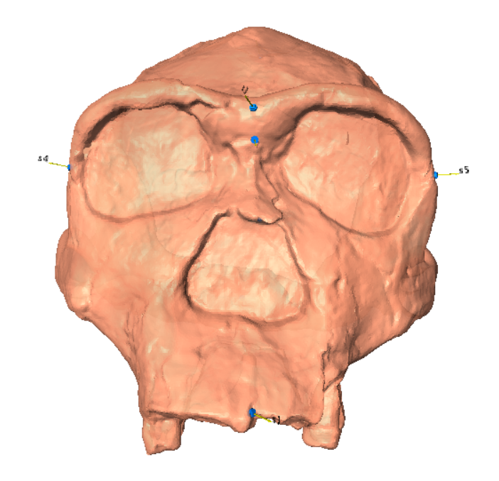 A close-up of a skull
Description automatically generated with medium confidence