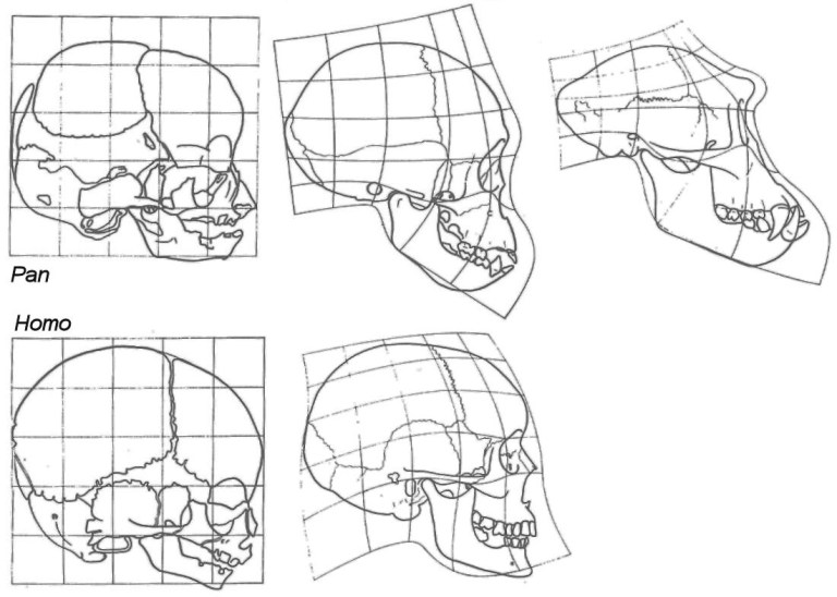 Baby Faces-How Neoteny Affected Our Evolution-Guest Post by Mekhi ...
