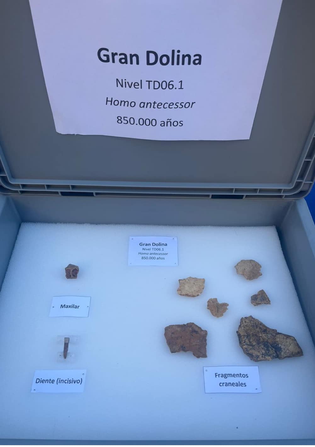 Groundbreaking Homo Antecessor Discoveries at Gran Dolina: Unveiling ...